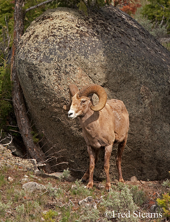 Yellowstone National Park Big Horn Ram